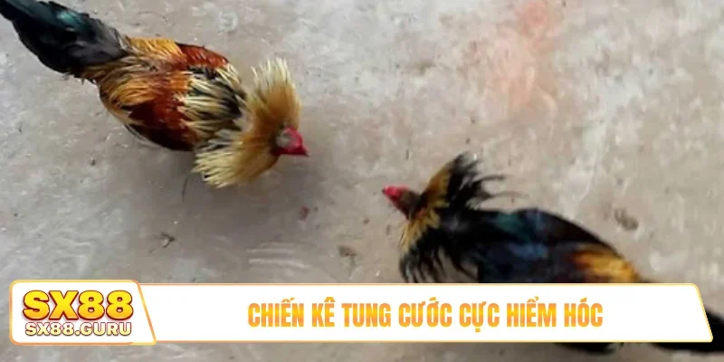 Chiến kê tung cước cực hiểm hóc
