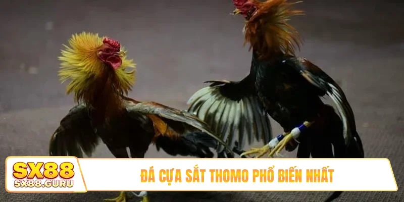 Đá cựa sắt Thomo phổ biến nhất