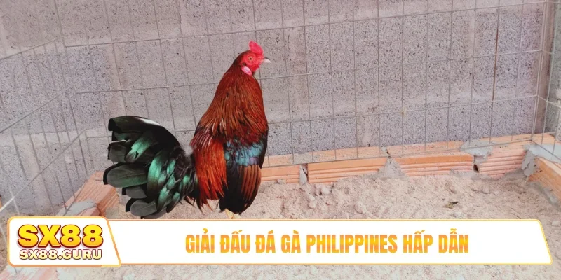 Giải đấu đá gà Philippines hấp dẫn