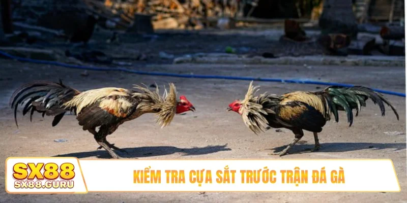 Kiểm tra cựa sắt trước trận đá gà