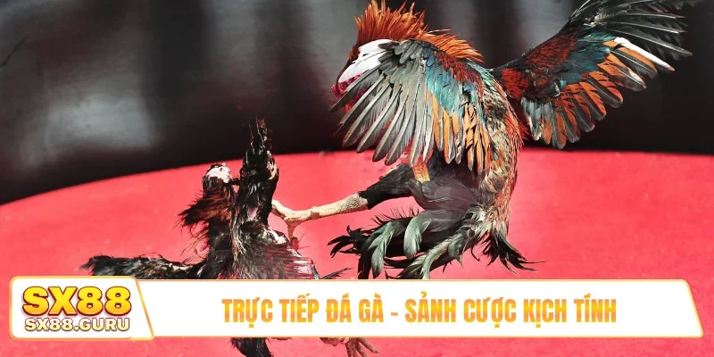 Trực tiếp đá gà