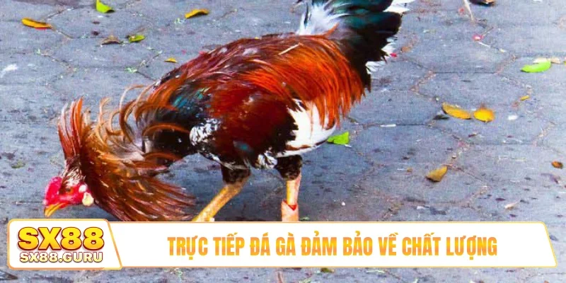 Trực tiếp đá gà đảm bảo về chất lượng